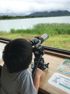 福島潟で自然観察