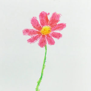 コスモスを描きました